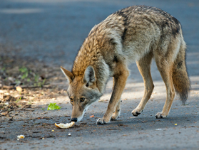 Learn about coyotes at DeBary Hall