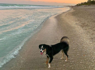 Volusia County Council Approves Permanent  Dog Beach in Ormond Beach