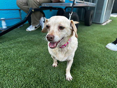 A Five-Year Mystery Ends with a Tail Wag: Volusia County Animal Services Reunites Lost Mississippi Dog with Family