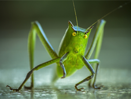 Kids Can Investigate Bugs During LEC Spring Break Camp