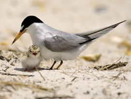 Shorebirds nesting on Disappearing Island