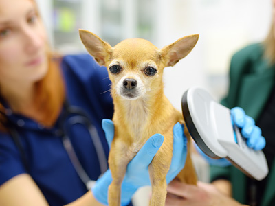 Volusia County to Provide Free Rabies Vaccinations and Microchipping for Pets at May 12 Event