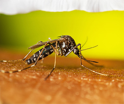 Volusia County Underscores Importance of Mosquito Control 