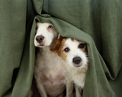 Volusia County Shares Tips to Help Keep Pets Safe and Calm on July 4