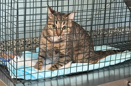 Volusia County’s TNR Program Gives Residents Tools to Help Control Community Cat Populations Story Featured Image