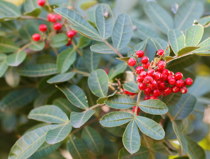 County continues invasive plant control project