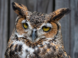 Ribbon Cutting Set for New Raptor Exhibit