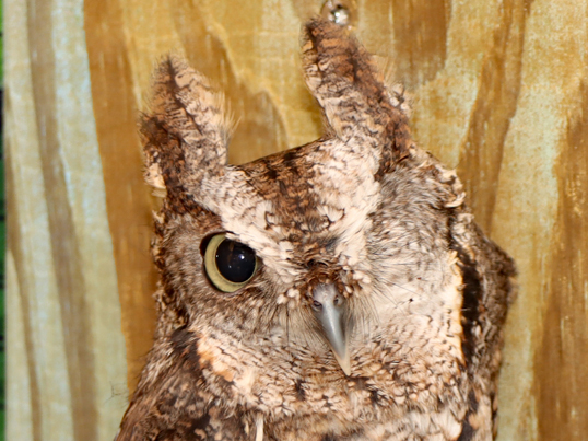 Raptor Exhibit Opens at Marine Science Center