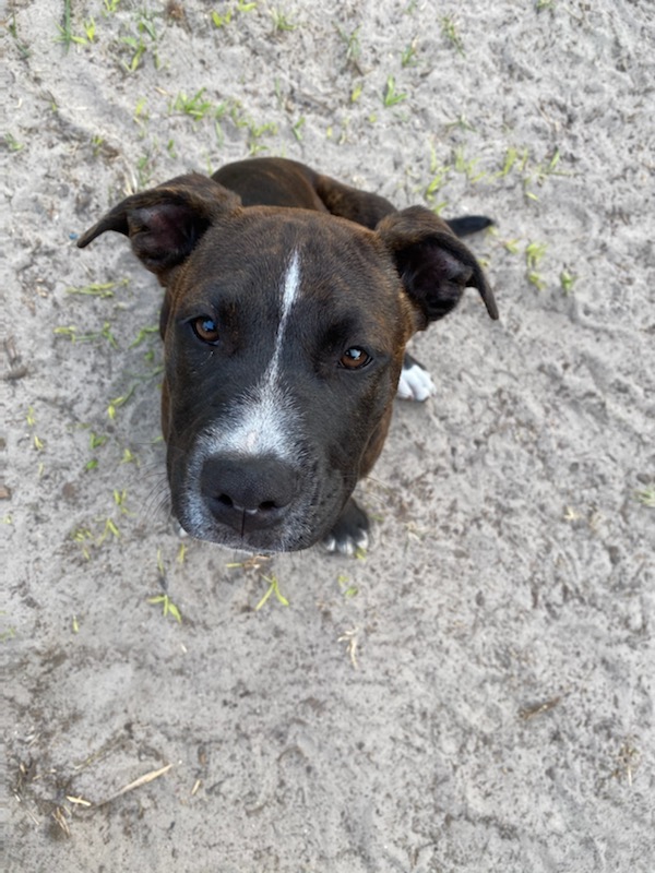 Animal Services helps 3-legged family pet gain new lease on life