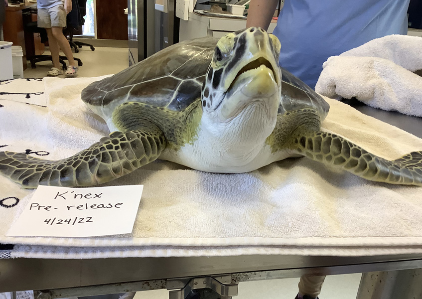 MSC to release three sea turtles April 27