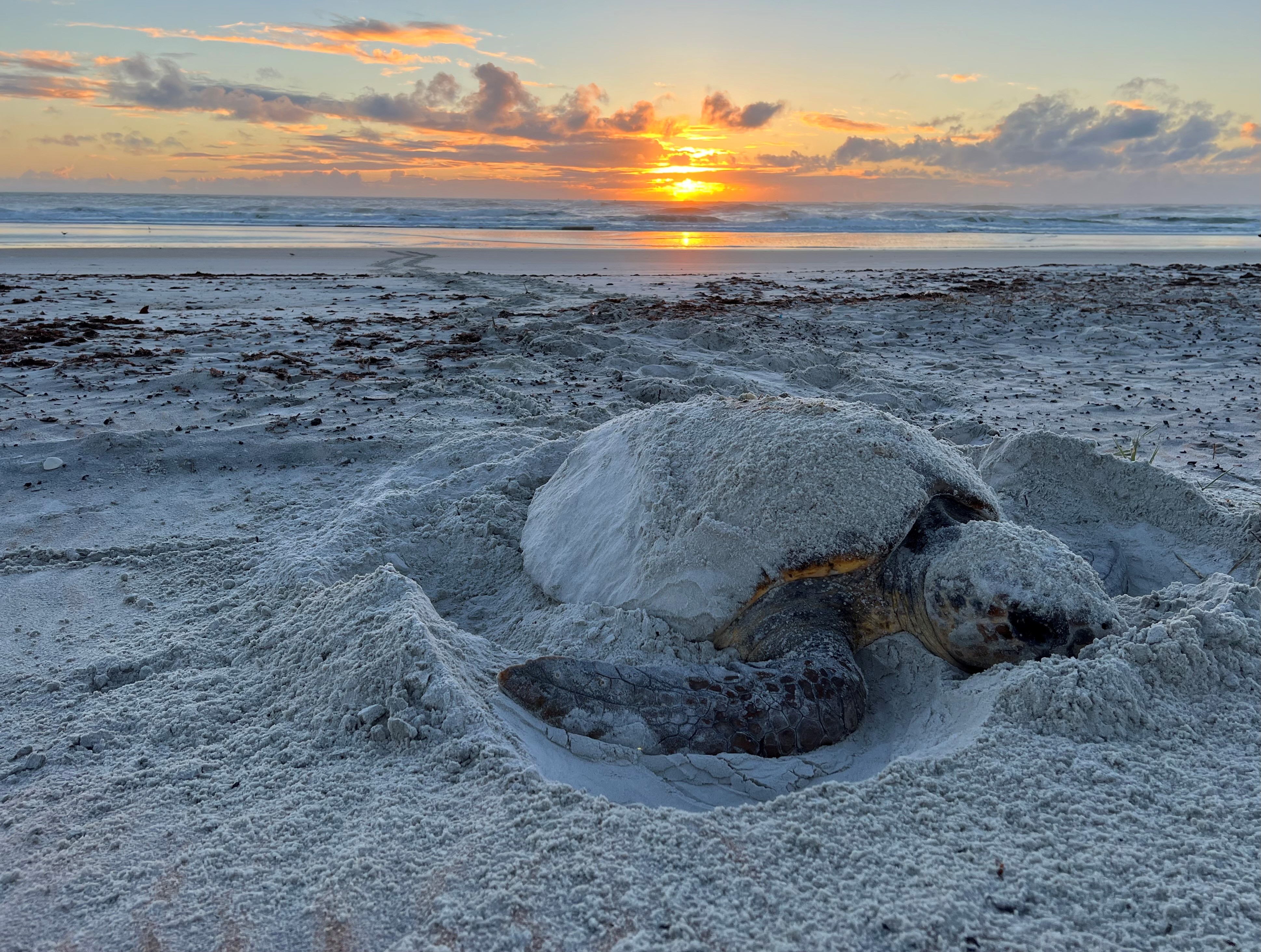 Nesting sea turtles set a new record