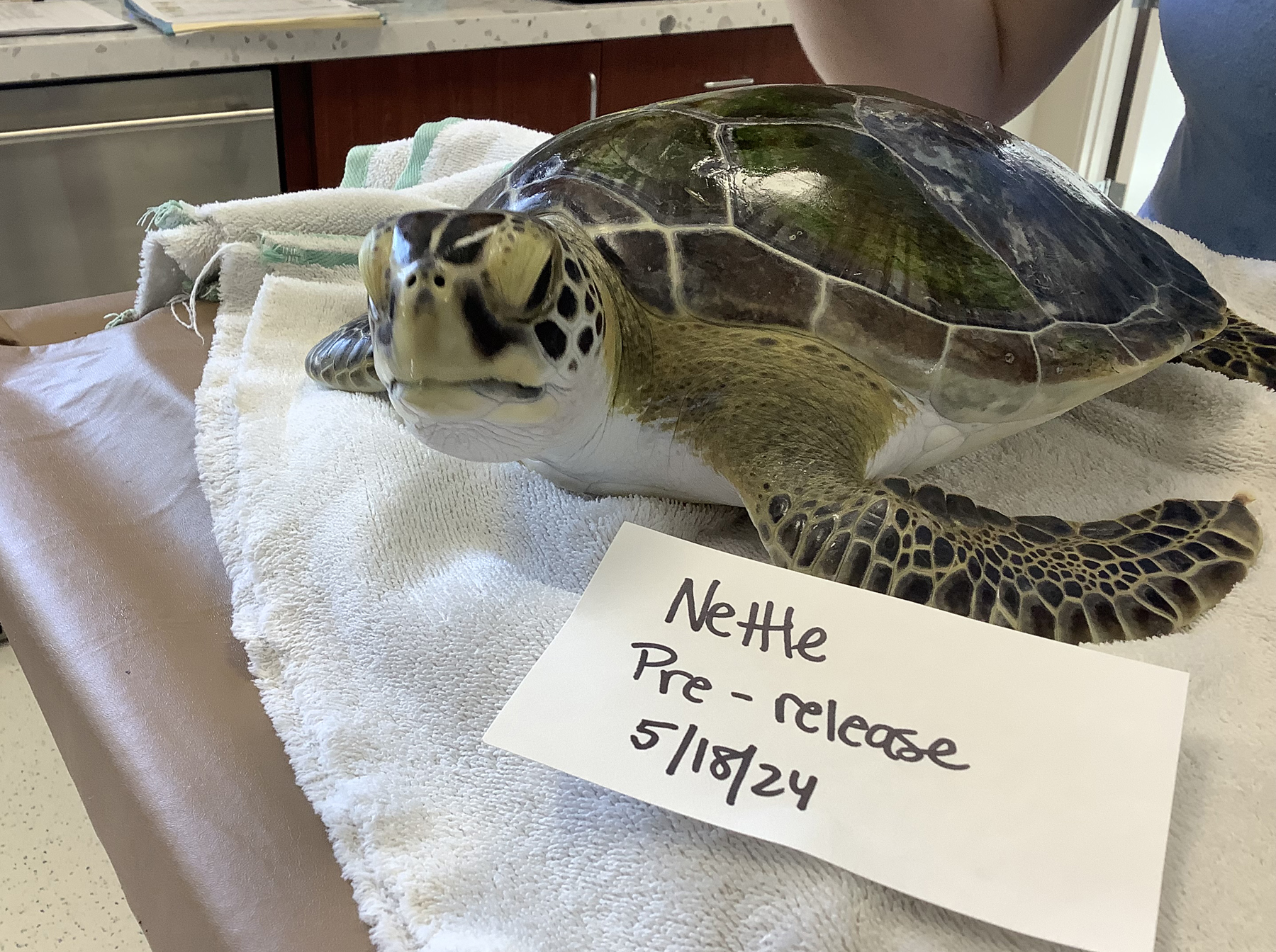 MSC to Release Three Green Turtles May 22