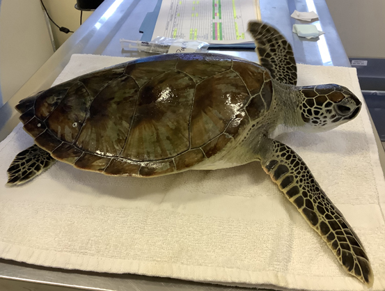 Marine Science Center reaches milestone