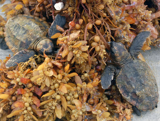 Watch out for washbacks!