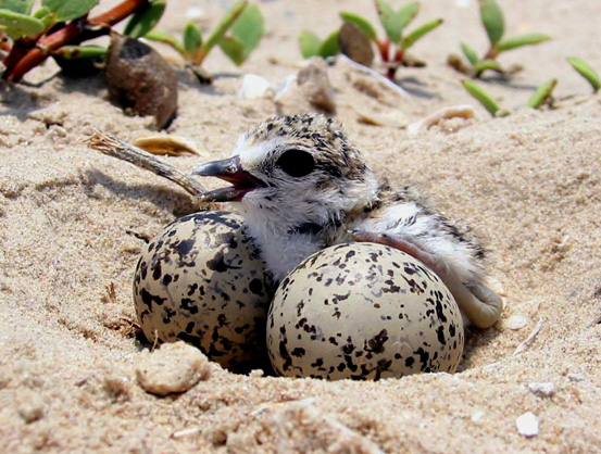 Shorebirds nesting on Disappearing Island