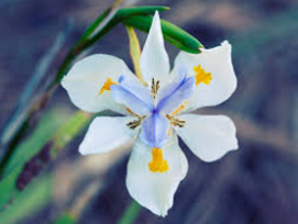 Master gardeners plan plant sales