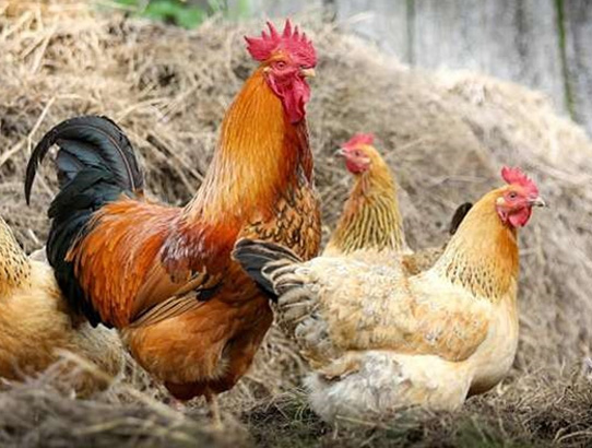 Backyard Urban Chicken Class: Learn How to Raise Backyard Chickens