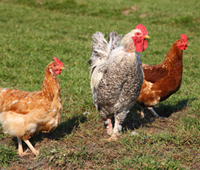 Backyard Urban Chicken Class