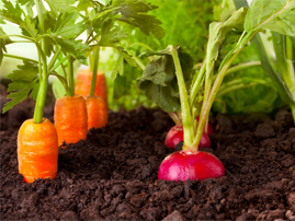 It’s Time to Prep Your Fall Garden