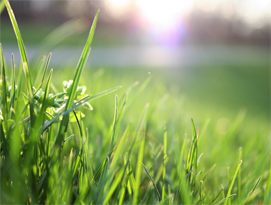 Summertime fertilizer ban begins June 1