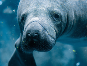 Manatee Watch volunteers needed