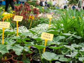 Master Gardener Plant Faire set for March 19
