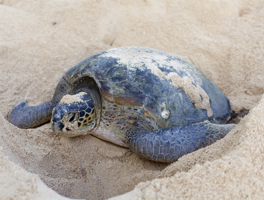 Sea turtle nesting season starts May 1