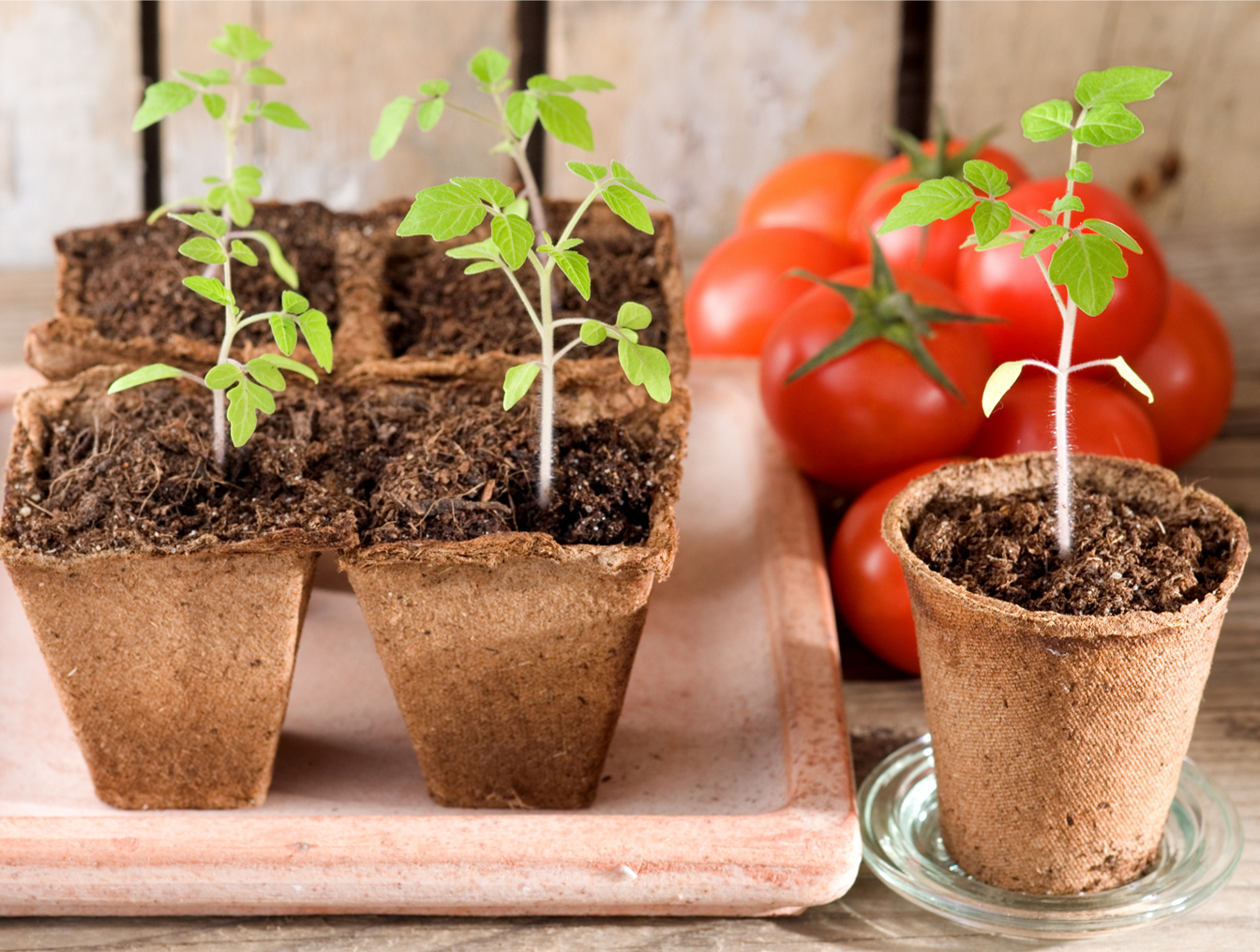 Grab some edibles at the master gardener plant sale
