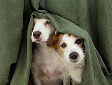 Volusia County Animal Services Encourages Pet Owners to Plan Ahead Before the Fireworks Start Story Featured Image