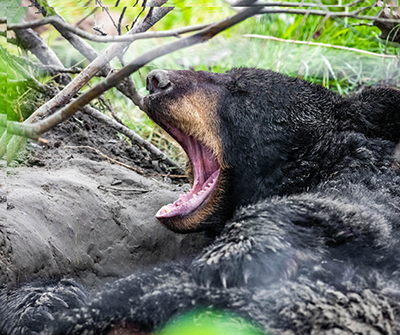 LEC: Hibernation vs. Brumation Event Featured Image