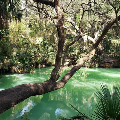 LEC: Into the Green: A Forest Bathing Experience at Green Springs Park Event Featured Image