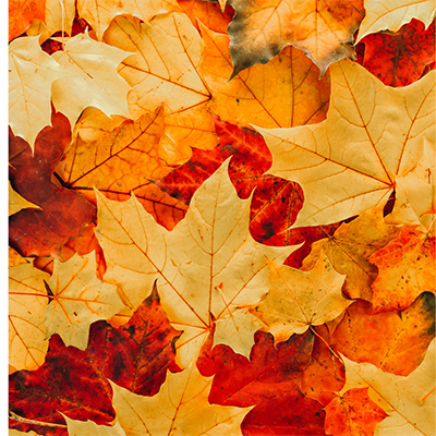 LEC: The Hidden Colors of Fall Event Featured Image