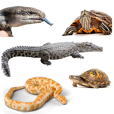 LEC: Reptile Awareness Day Celebration Event Featured Image