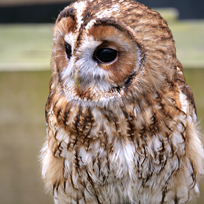 LEC: Nature Neighbors: Stories and Science Event Featured Image