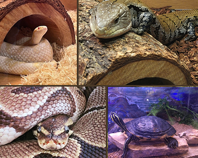 LEC: Critter Connection Event Featured Image