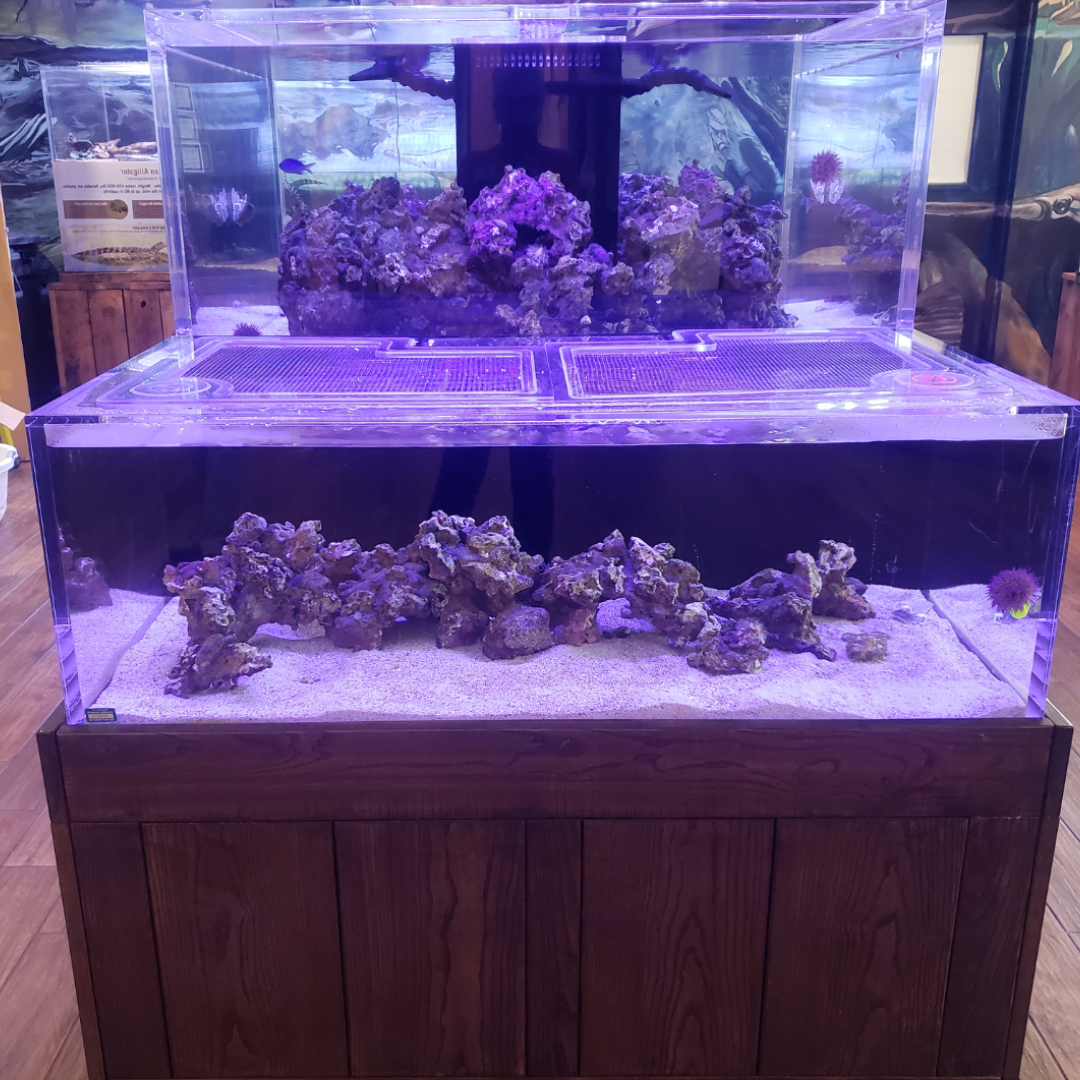 LEC: Saltwater Tank Feeding Event Featured Image