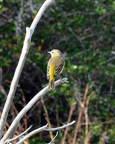 LEC: Become a Citizen Scientist: Great Backyard Bird Count Event Featured Image