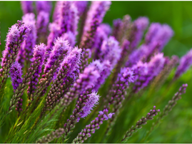 Explore Volusia: Fall Wildflower Hike Event Featured Image