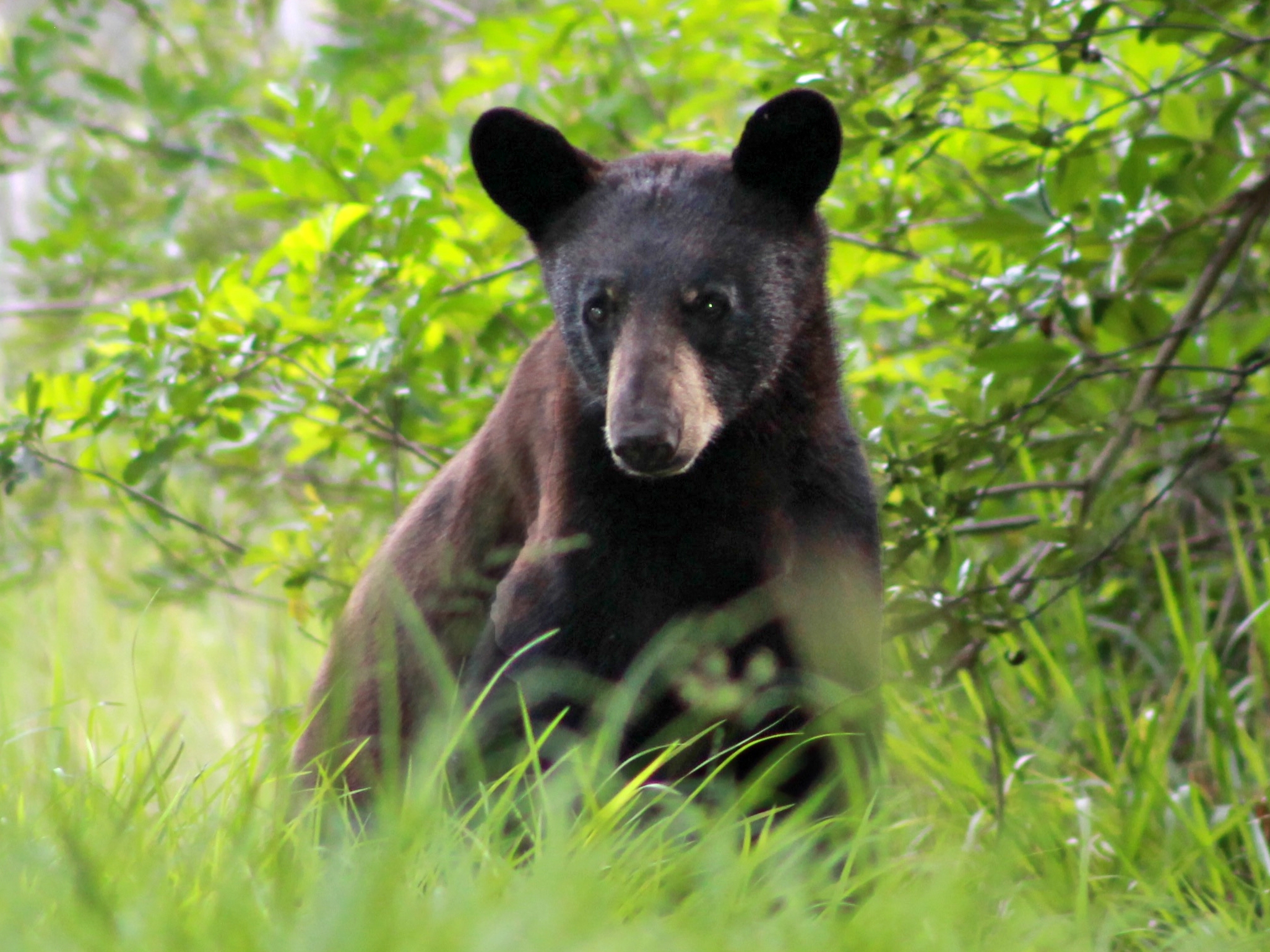 DeBary Hall: Learn about Florida's Black Bears Event Featured Image