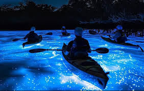 Explore Volusia: Bioluminescence Paddle Event Featured Image