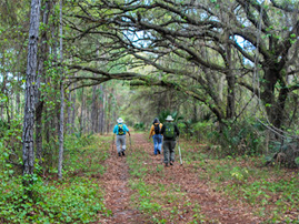 Explore Volusia: Deep Creek Adventure Hike Event Featured Image
