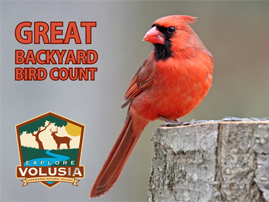 Explore Volusia: Great Backyard Bird Count Event Featured Image