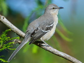 DeBary Hall: Wing it Wednesday Event Featured Image