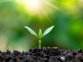 DeBary Hall: Seed 101 - How to Grow from Seed Event Featured Image