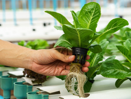 DeBary Hall: Home Hydroponics Event Featured Image