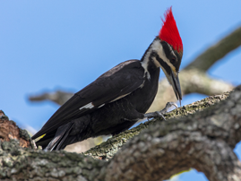 DeBary Hall: Wing it Wednesday Event Featured Image