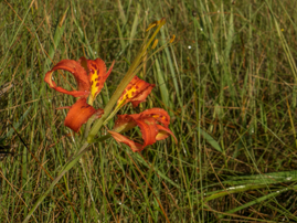 Explore Volusia: Pine Lily Eco-buggy Tour Event Featured Image