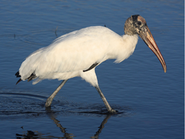 Explore Volusia: Birding while Boating Paddle Event Featured Image