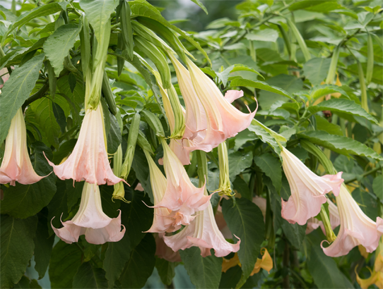 Backyard plant sale to benefit Deltona Regional Library