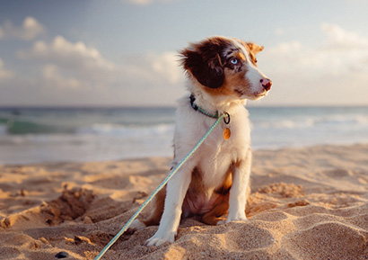 Dog Beach News
